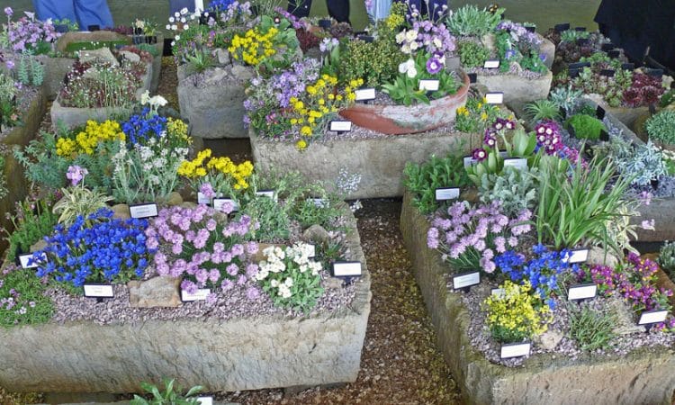 Alpine Container Gardening