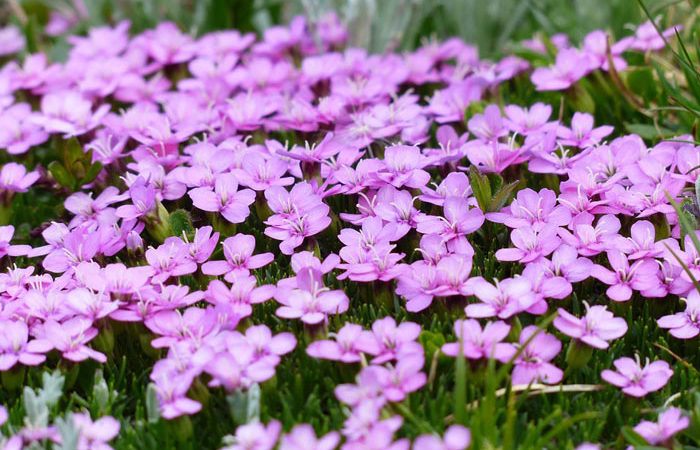 SILENE - Catchfly, Annual Flower Information