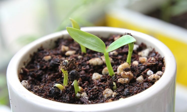 Starting Seeds Indoors