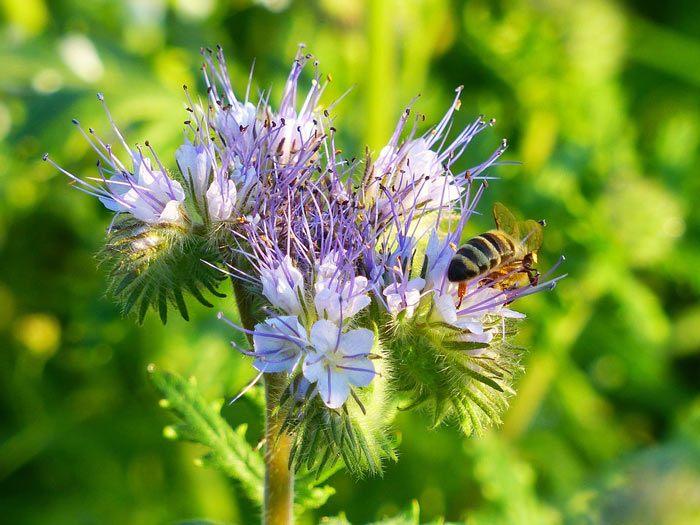 PHACELIA, Annual Flower Info – Skilled Gardening Ideas